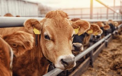 Animal Husbandry & Livestock