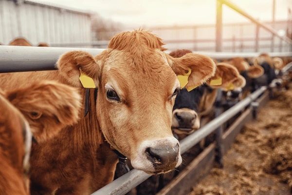 Animal Husbandry & Livestock