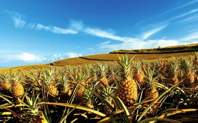 Plantation Based Industries