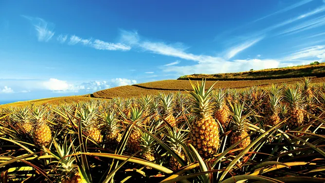 pinnaple plantation based industries